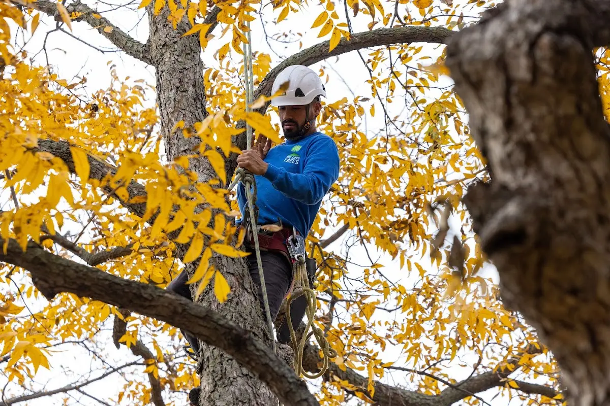 Skilled Dead Tree Removal crew working in Aledo